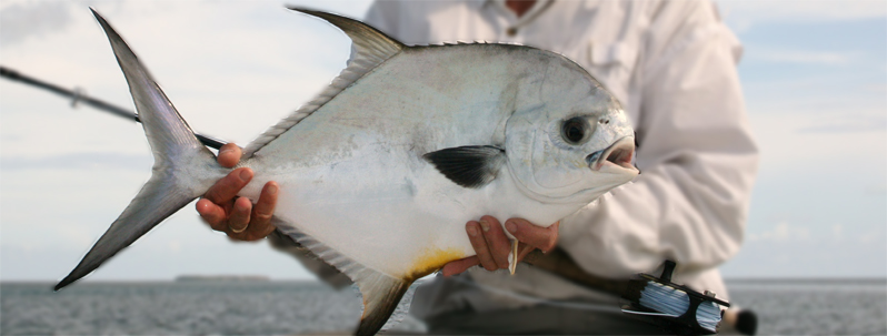 Key West Permit On Fly